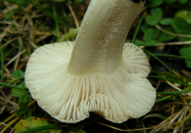 Ancora qualche igroforo